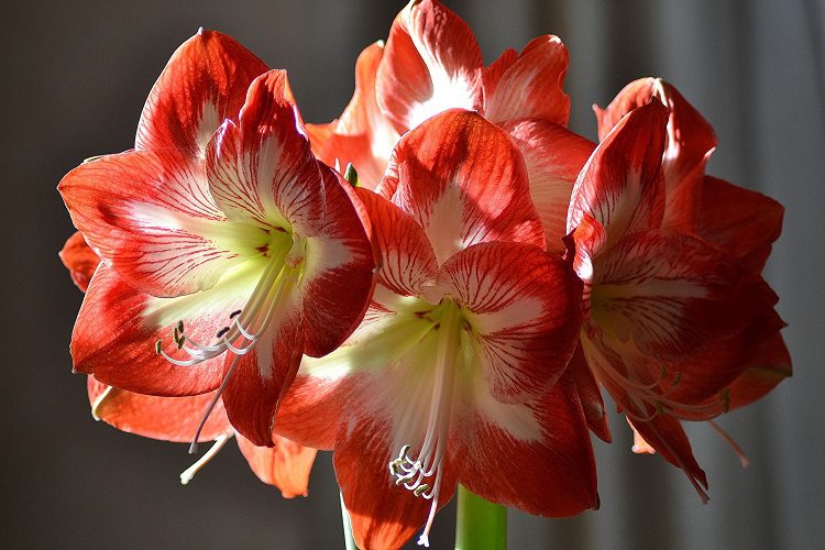 How To Grow Amaryllis