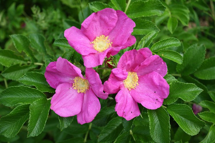 Rosa rugosa