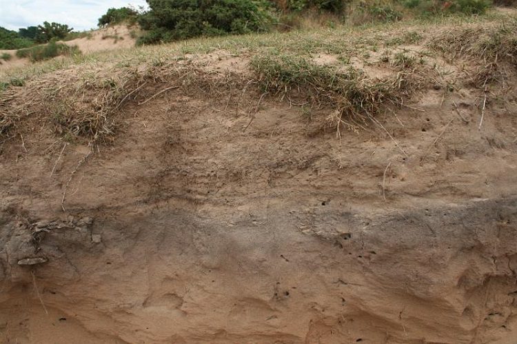 Sandy Soil