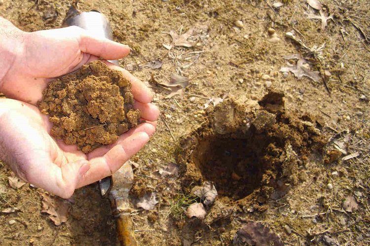 Testing A Soil Sample